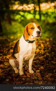The beagle dog sitting in autumn forest. Portrait with shallow background. Hound concept. The beagle dog sitting in autumn forest. Portrait with shallow background