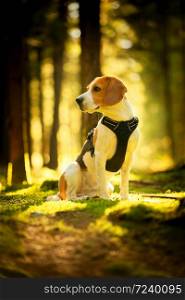 The beagle dog sitting in autumn forest. Portrait with shallow background. Hound concept. The beagle dog sitting in autumn forest. Portrait with shallow background