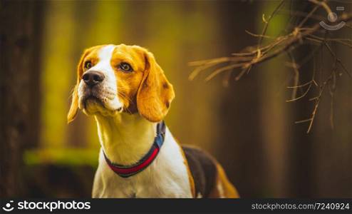 The beagle dog standing in autumn forest. Portrait with shallow background. Dog outdoors. The beagle dog standing in autumn forest. Portrait with shallow background