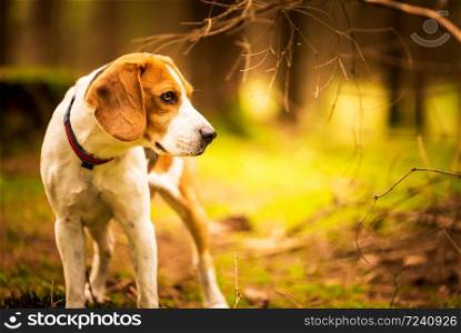 The beagle dog standing in autumn forest. Portrait with shallow background. Dog outdoors. The beagle dog standing in autumn forest. Portrait with shallow background