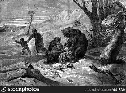 The bear and cubs. Lunch interrupted, vintage engraved illustration. Journal des Voyage, Travel Journal, (1880-81).