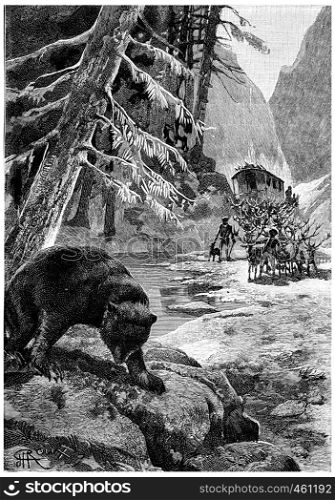 The bear shook his big head one last time, vintage engraved illustration. Jules Verne Cesar Cascabel, 1890.