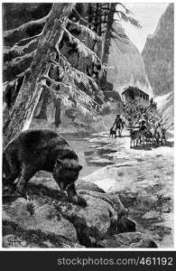 The bear shook his big head one last time, vintage engraved illustration. Jules Verne Cesar Cascabel, 1890.