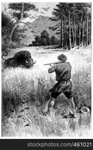 The beast, wounded only, returns to him, vintage engraved illustration. Jules Verne Cesar Cascabel, 1890.