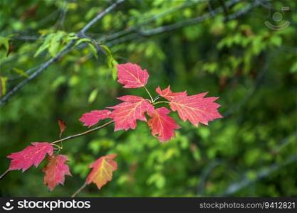 The beautiful, autumn color leaves. Red leaves at green background. 