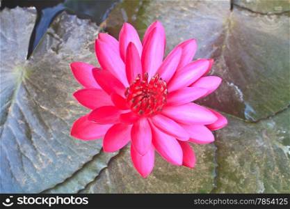 The beautiful Blooming lotus flower or water lily