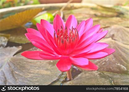The beautiful Blooming lotus flower or water lily
