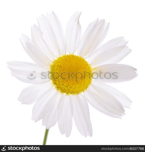 The beautiful daisy isolated on white background