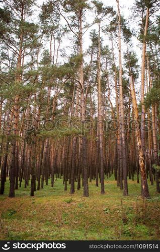 the beautiful dense pine forest in autumn.. beautiful dense pine forest in autumn