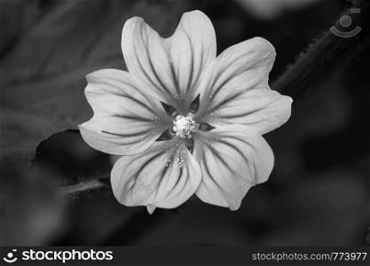 The beautiful flower in the garden. Black and white