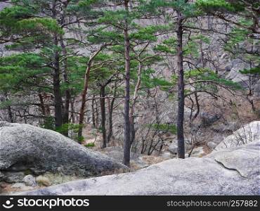 The beautiful forest. Seoraksan National Park in Seouth Korea