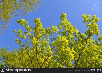 The beautiful fresh leafs of a tree against a cloudless sky.