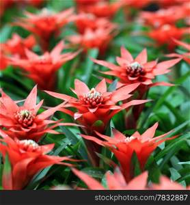 the beautiful guzmania magnifica flower