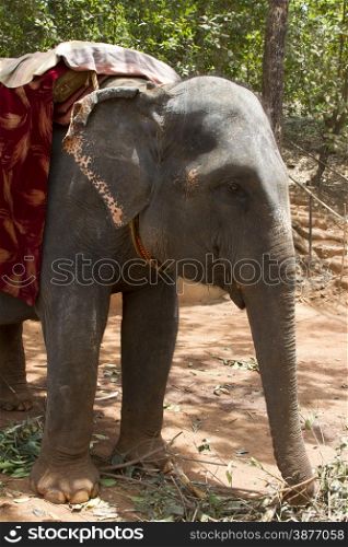 The beautiful Indian elephant with a seat for passengers costs waiting for people.. The beautiful Indian elephant with a seat for passengers costs waiting for people