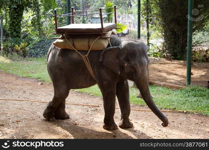 The beautiful Indian elephant with a seat for passengers costs waiting for people.. The beautiful Indian elephant with a seat for passengers costs waiting for people . India Goa