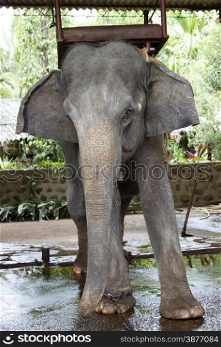 The beautiful Indian elephant with a seat for passengers costs waiting for people.. The beautiful Indian elephant with a seat for passengers costs waiting for people