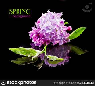 The beautiful lilac on a black background