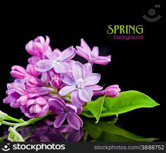 The beautiful lilac on a black background