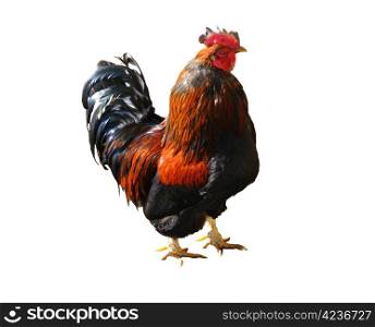 The beautiful motley cock on the white background