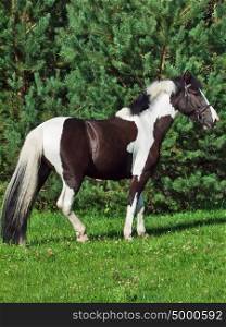 the beautiful paint draft horse
