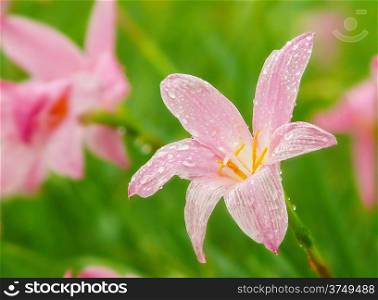 The beautiful pink flowers on green background.