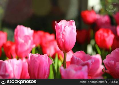 the beautiful pink tulips in garden.