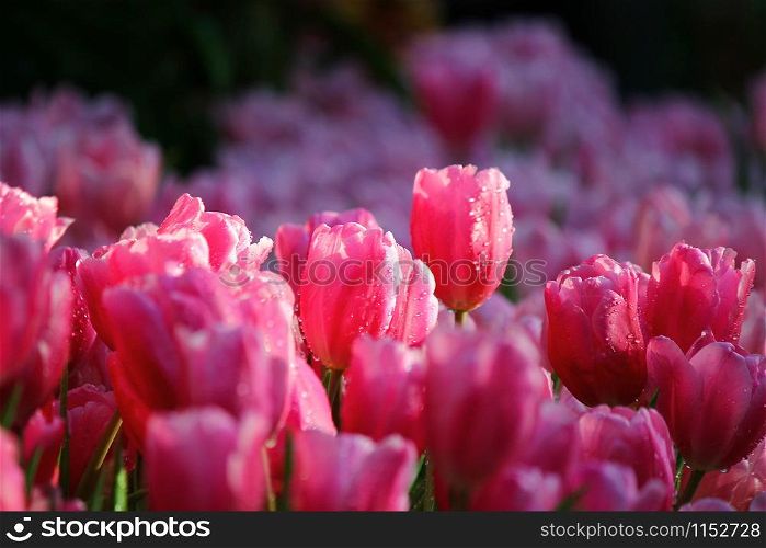 the beautiful pink tulips in plantation ,the water drop on petal with soft light.