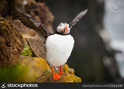 The beautiful Puffin a rare bird specie photographed in Iceland