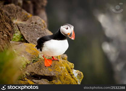 The beautiful Puffin a rare bird specie photographed in Iceland