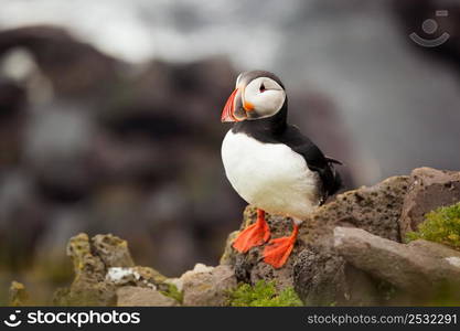 The beautiful Puffin a rare bird specie photographed in Iceland