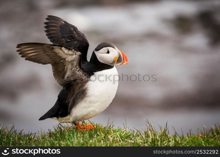 The beautiful Puffin a rare bird specie photographed in Iceland