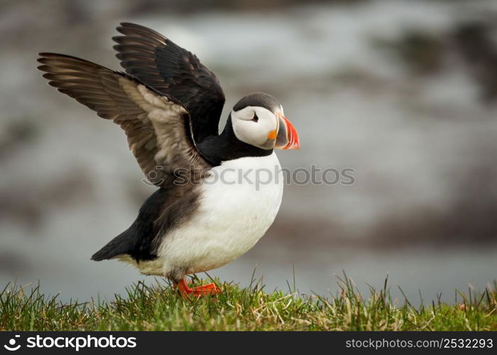 The beautiful Puffin a rare bird specie photographed in Iceland