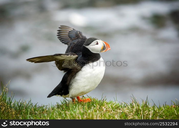 The beautiful Puffin a rare bird specie photographed in Iceland