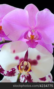 The beautiful purple and white orchid on black background