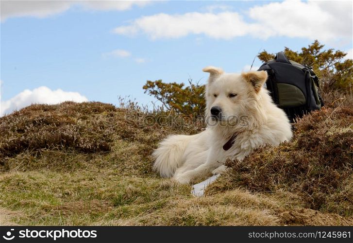 the beautiful Pyrenean Mountain dog