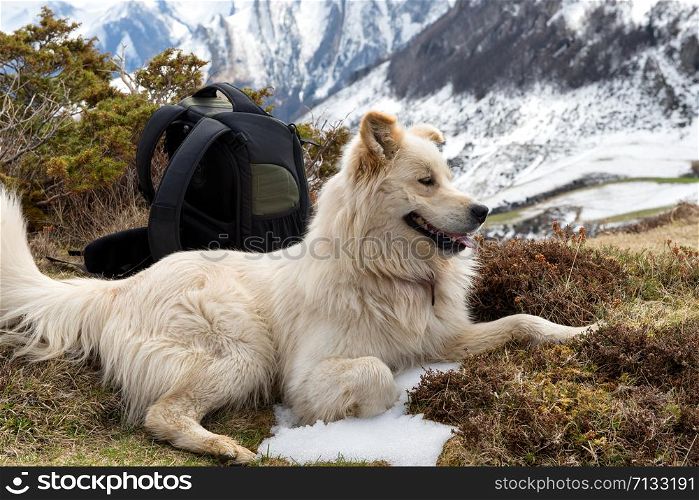 the beautiful Pyrenean Mountain dog