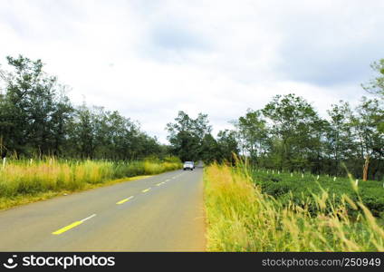 The beautiful road passes through tea farm Gia Lai Province, Vietnam