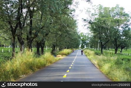 The beautiful road passes through tea farm Gia Lai Province, Vietnam