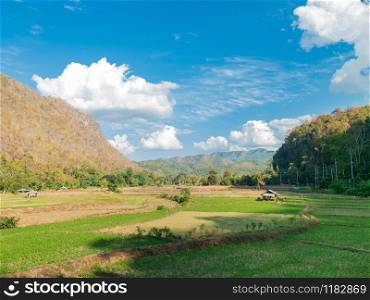 The beautiful scenery of the paddy field or rice field in the middle of valley surrounding with mountains and blue sky.