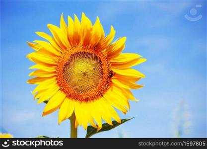 The beautiful sunflower with a bright sky.