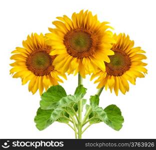 The beautiful sunflowers isolated on a white background