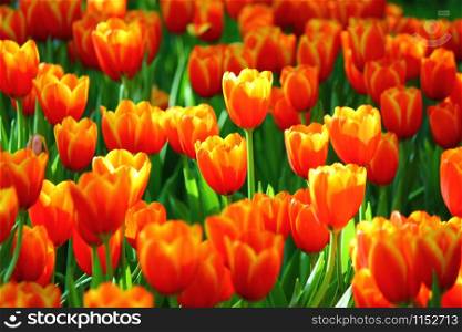 the beautiful tulips in garden .the orange and yellow gradient color on flower leaves.