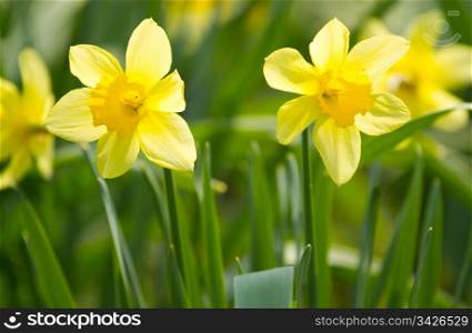 The beautiful two yellow narcissus