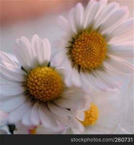 the beautiful white daisy flower