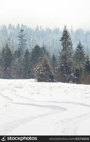 The beautiful winter forest. The beautiful winter landscape in the mountains covered with snow and pine grove nearby