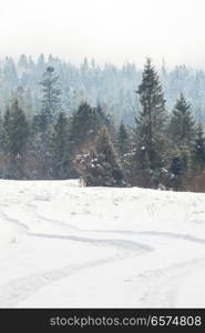 The beautiful winter forest. The beautiful winter landscape in the mountains covered with snow and pine grove nearby