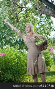 The beautiful woman with a basket of apples in a garden breaks apple from a branch