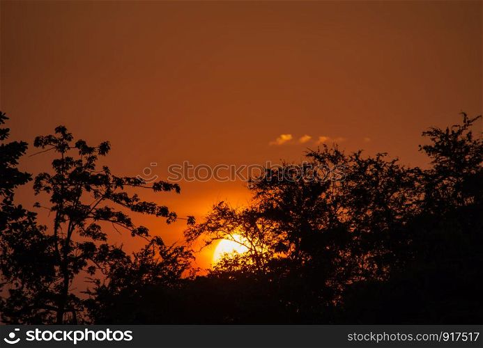 The beauty of a sunset behind a tree and orange sky
