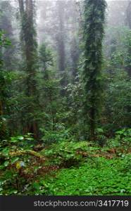 the beauty of nature in the dorrigo world heritage rainforest on a foggy day. rain forest