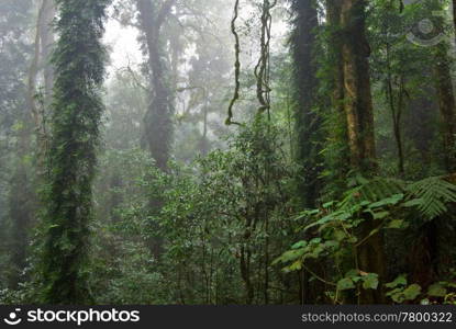 the beauty of nature in the dorrigo world heritage rainforest on a foggy day. rain forest